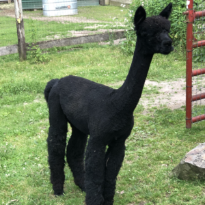 Black Jack Licorice