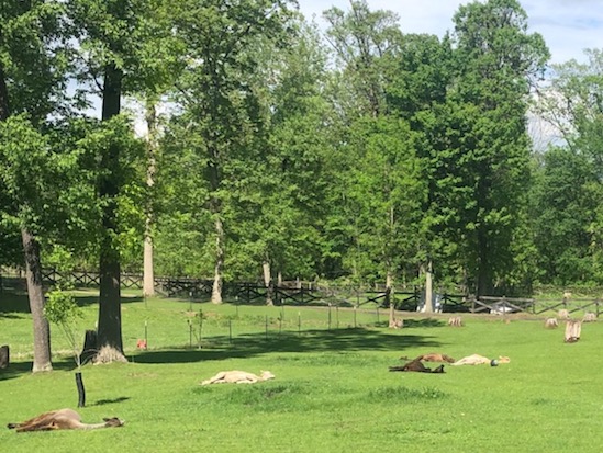 Lazy Alpacas Sunbathing