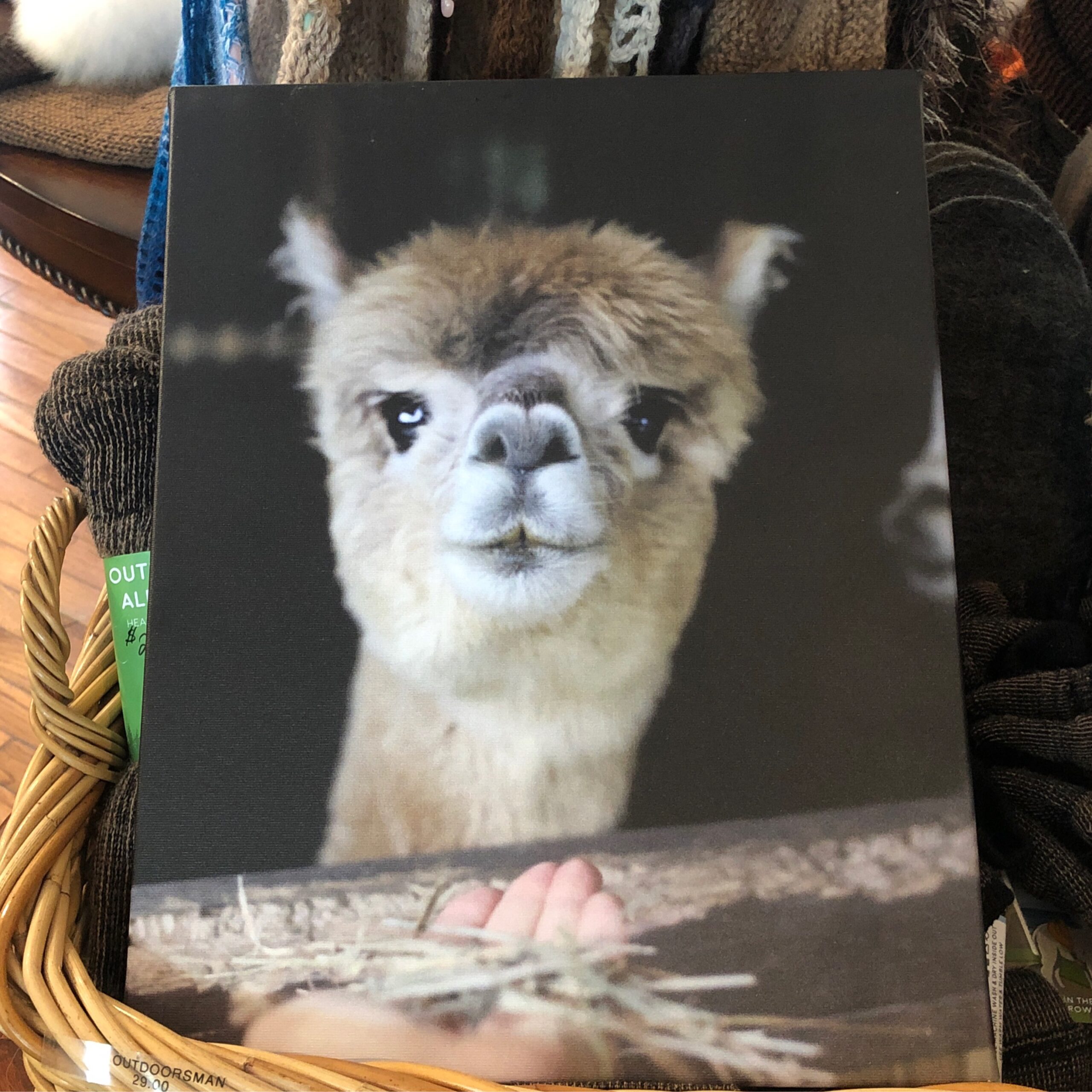 Canvas Picture-Peanut-Medium