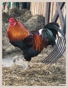 Rooster