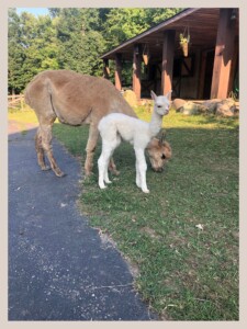 Alpaca and Cria